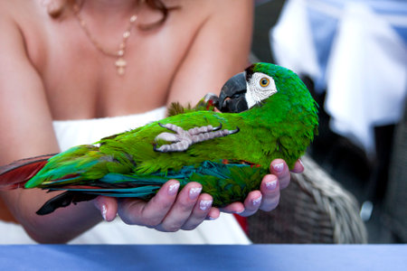 A small green parrot lies in the hands of a girlの写真素材