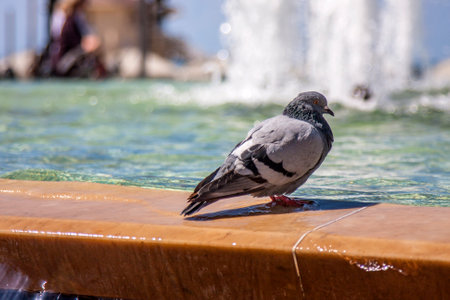 Dove sitting on the parapet of the fountain in hot weatherの写真素材