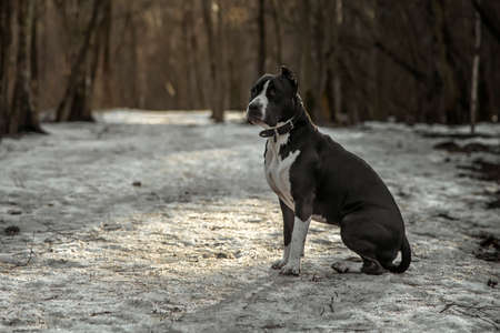 A beautiful dog sits on the path in the park. American Staffordshire Terrier. Snowy sunny path....