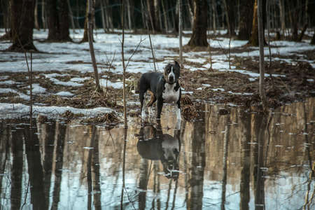 A beautiful dog is standing in the water. Reflection of a dog. American Staffordshire Terrier. Snowy sunny path. Sunset light. Black and white dog. Trees in the forest.の写真素材