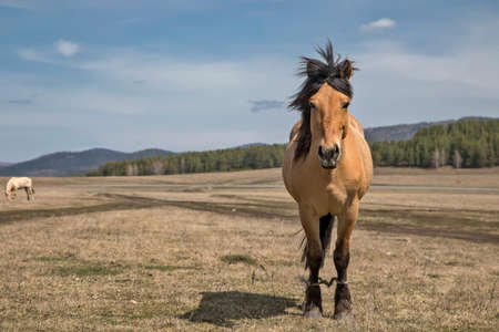 A beautiful horse stands in the field. Horse portrait. Sunny day. Blue sky. Horse in the village.の写真素材