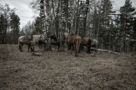 Horses stand near the trees in the forest. Gray rainy day. Beautiful forest in the rain.の写真素材