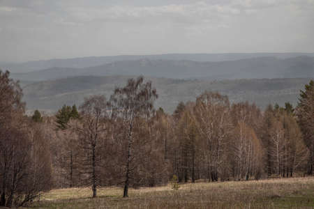 Beautiful nature. View of the mountains, forest and trees. Sunny day.