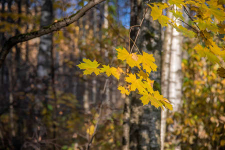 Beautiful branch with orange leaves. Golden autumn forest. Beautiful sunlight in autumn.