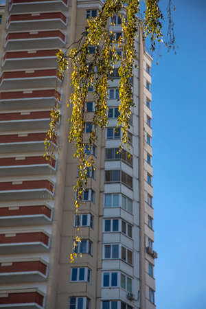 Birch branches hang against the backdrop of the building and the blue sky. Autumn tree on the...