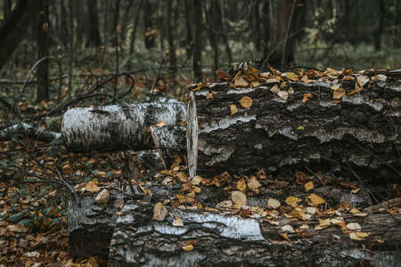An old birch log lies in the autumn forest. Yellow autumn leaves. Beautiful nature.の写真素材