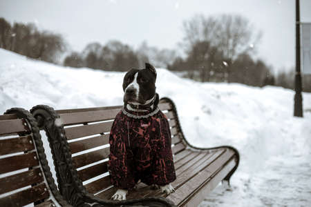 A beautiful dog sits on a bench. Winter landscape in the background. American Staffordshire Terrier in clothes. Black and white dog. snowy weather.の写真素材