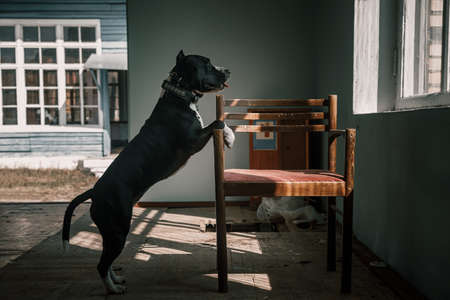 A beautiful dog is standing near an old chair. Interior of an abandoned house. Sunbeams from the window. American Staffordshire Terrier. old abandoned house. Broken furniture.の写真素材