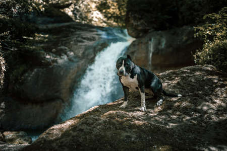 A beautiful dog sits in front of a waterfall. Black and white dog. American Staffordshire Terrier. Beautiful waterfall in the background.の写真素材
