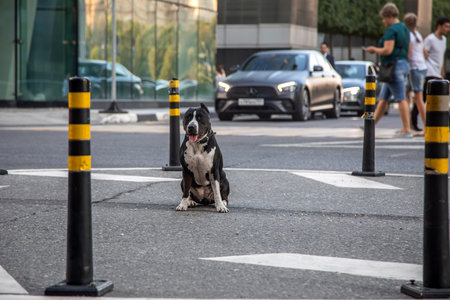 A beautiful black and white dog sits in the middle of the street. American Staffordshire Terrier. Black and white dog. stone road. city street.の写真素材