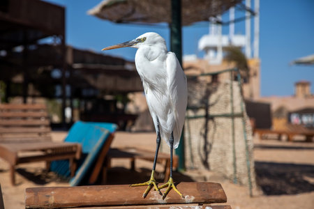 A beautiful white bird sits on a deck chair on the beach. big bird. Sunny summer day.
