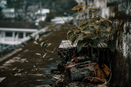 Dry leaves on the old bridge in the morning, Thailand.の写真素材