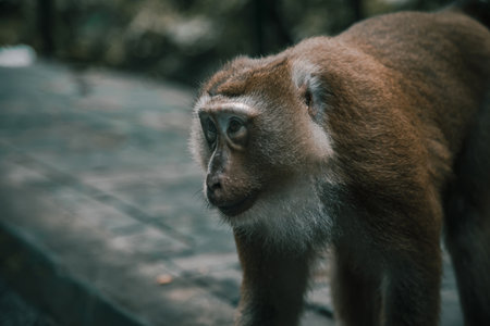 Monkey in Ubud Monkey Forest, Bali island, Indonesia