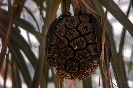 Pine cone on a palm tree. Close up. Selective focus.の写真素材