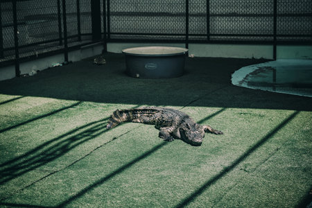 Crocodile in the park, Thailand.の写真素材