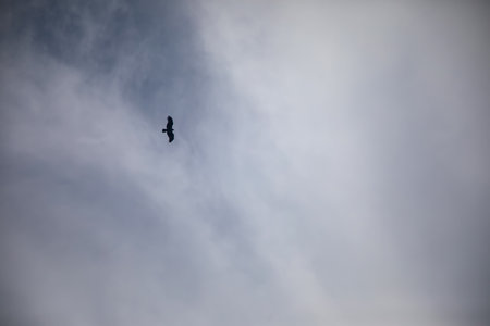 A bird flying in the sky on a cloudy day