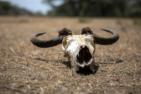 Buffalo skull with open mouth in the savannah of Kenya, Africaの写真素材
