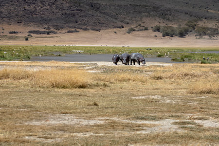 Hippos in the Etosha National Park, Namibiaの写真素材