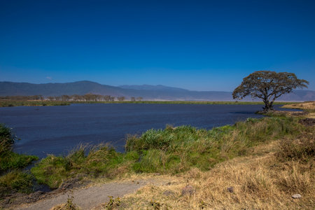 Lake of the Woods, Masai Mara National Park, Kenya, Africaの写真素材