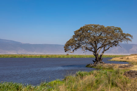 Lonely tree on the bank of a river.の写真素材