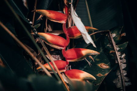 Beautiful bird of paradise flower (Heliconia stricta)の写真素材