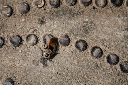 Dead cockroach on the floor in the park. Selective focus.