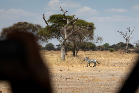 Zebra in the Okavango Delta - Moremi National Park in Botswanaの写真素材