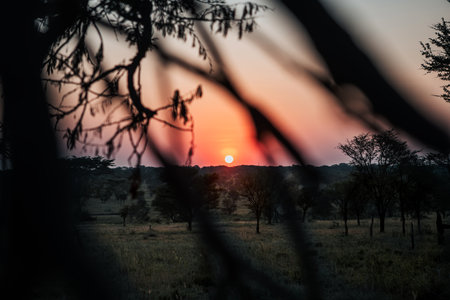 Sunset in the Okavango Delta - Moremi National Park in Botswanaの写真素材
