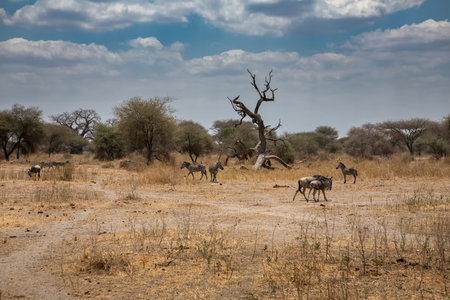 Herd of zebras in Chobe National Park, Botswana, Africaの写真素材