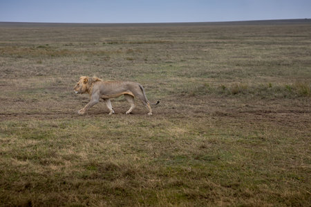 Lion in the savannah of Masai Mara National Park in Kenyaの写真素材