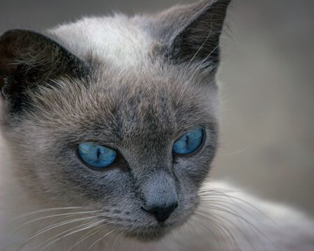 Old Blue Eyesの写真素材