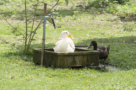 White and black ducks bathing at the backyard.の写真素材