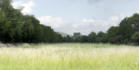 A field of red sprangletop plant.の写真素材