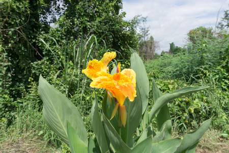 Canna flower on Sukhothai road side,Thailandの写真素材