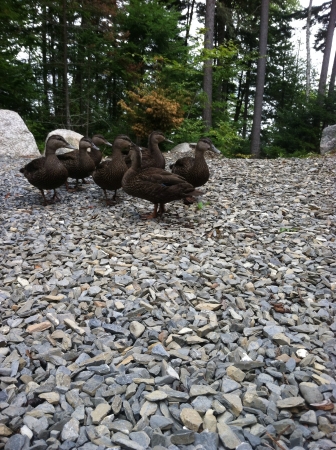 Family of ducks の素材