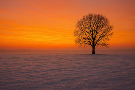Lonely tree on a snowy field at sunset in winter.の素材