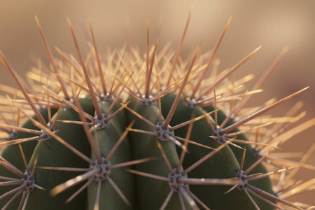 Close up of cactus with shallow depth of field, vintage styleの素材