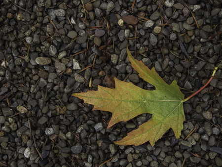 One red, green, yellow maple leaf in lower right corner on a bed of gravel
