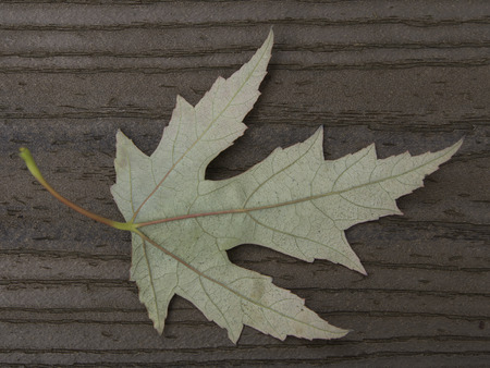Back side of maple leaf on brown boards with stem on the left