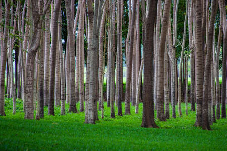 Green and rows of treesの写真素材