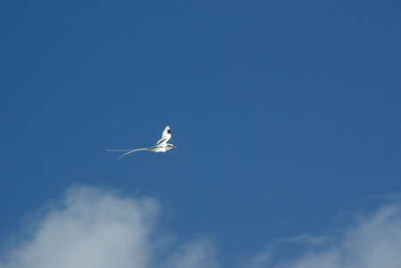 Seychelles Emblemの写真素材