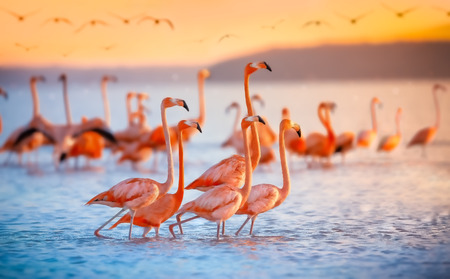 pink flamingos at sunsetの写真素材