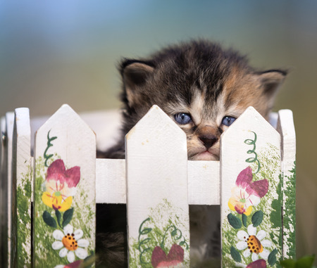sad kittenの写真素材