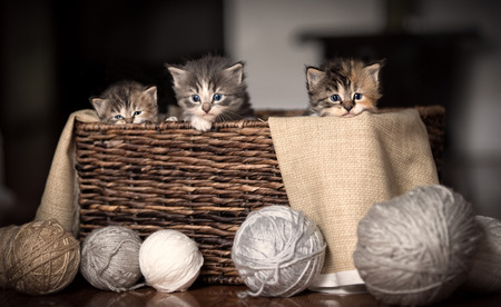 three kittens in a basketの写真素材
