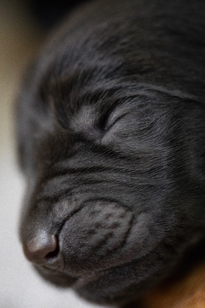 Puppy portraitの写真素材