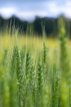 Wheat field and blue skyの写真素材
