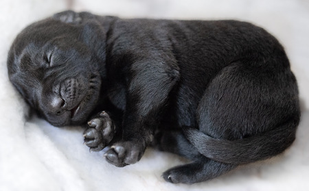 A sleeping black lab puppyの写真素材