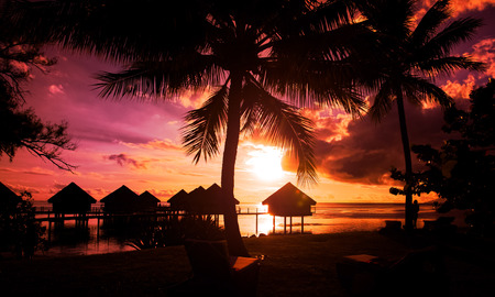 Tahiti sunset with palm treesの写真素材