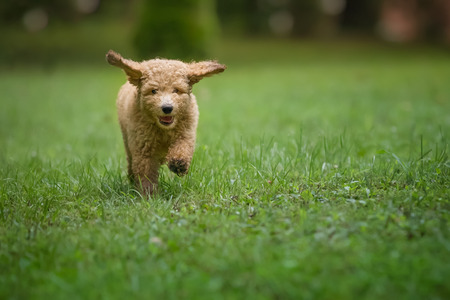 Happy poodle running in grassの写真素材