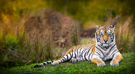 Tiger Stareの写真素材